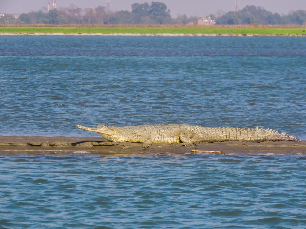 gharial