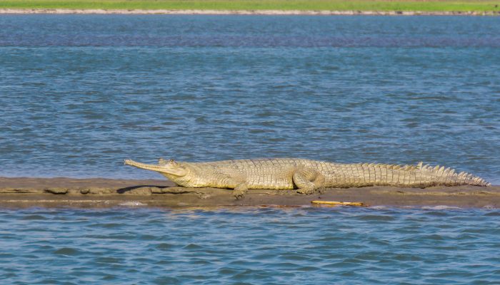 gharial