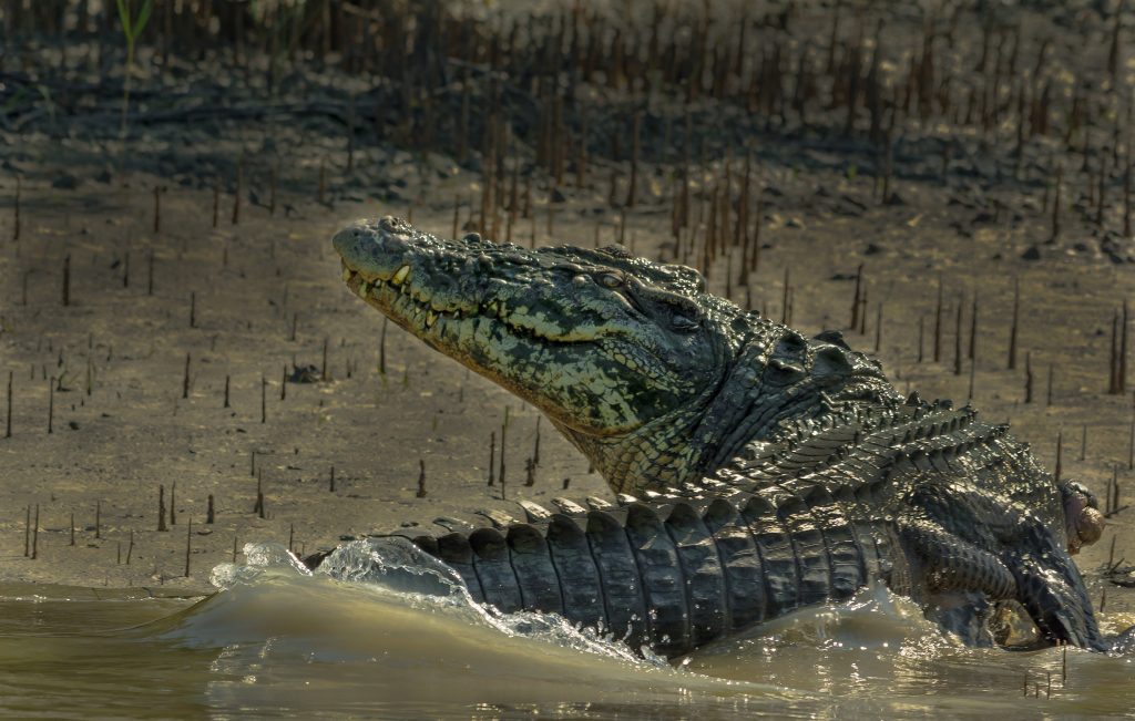 crocodile