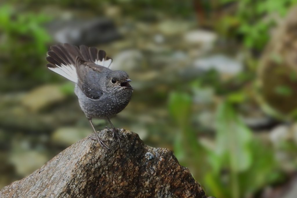 Plumbeous redstart bird