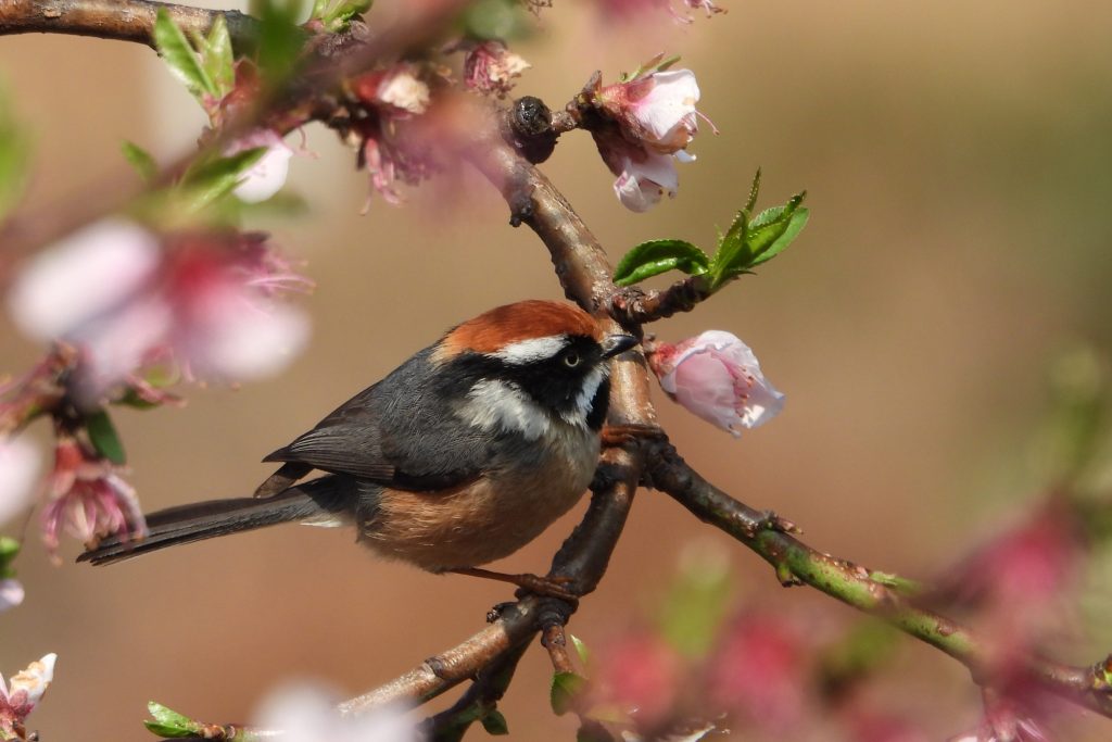 Black-throated tit bird