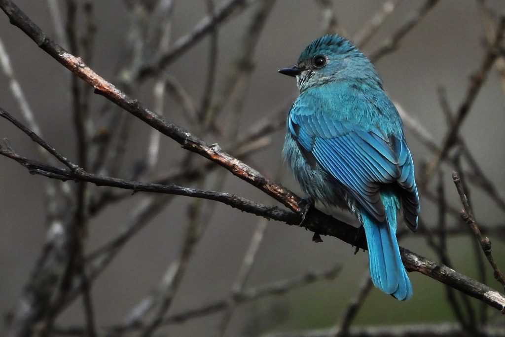 Verditer Flycatcher bird