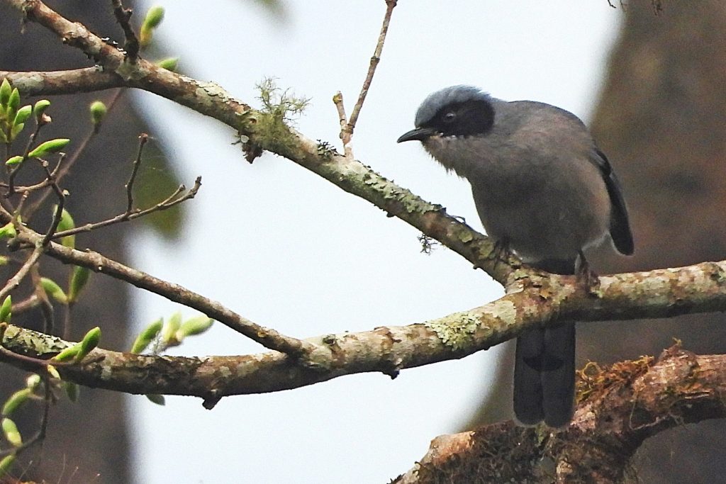 Beautiful Sibia bird