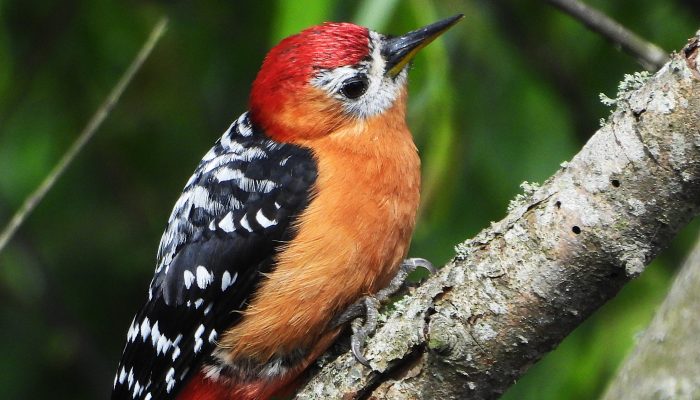 Rufous-bellied woodpecker bird