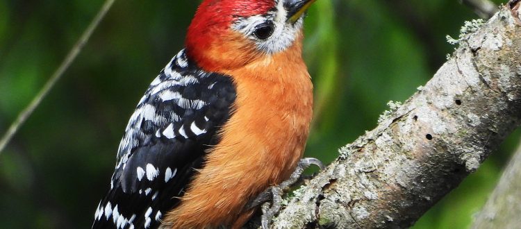 Rufous-bellied woodpecker bird