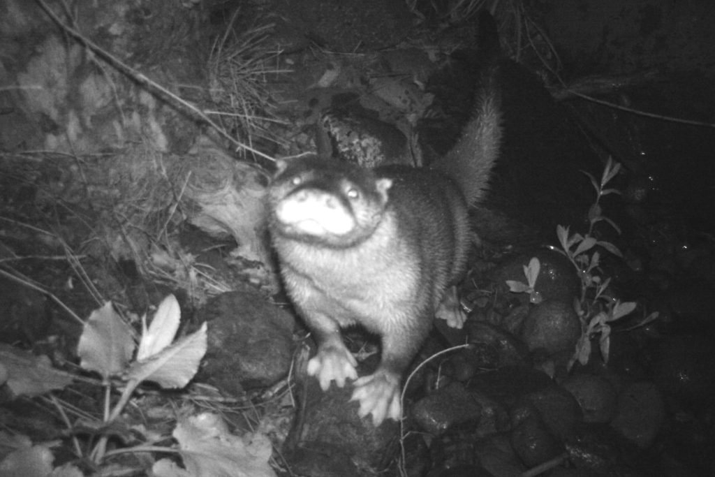 Eurasian otter