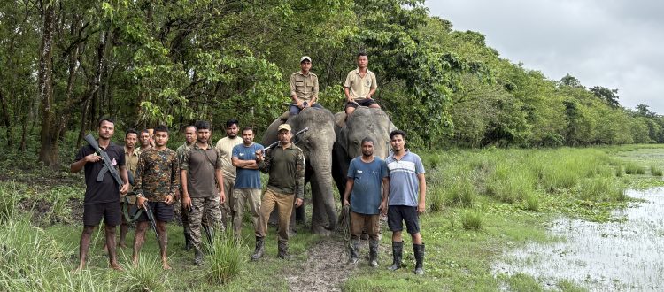elephant