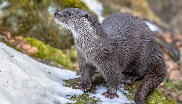 Eurasian otter