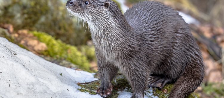 Eurasian otter