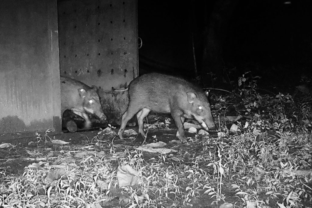 soft release of wild boars