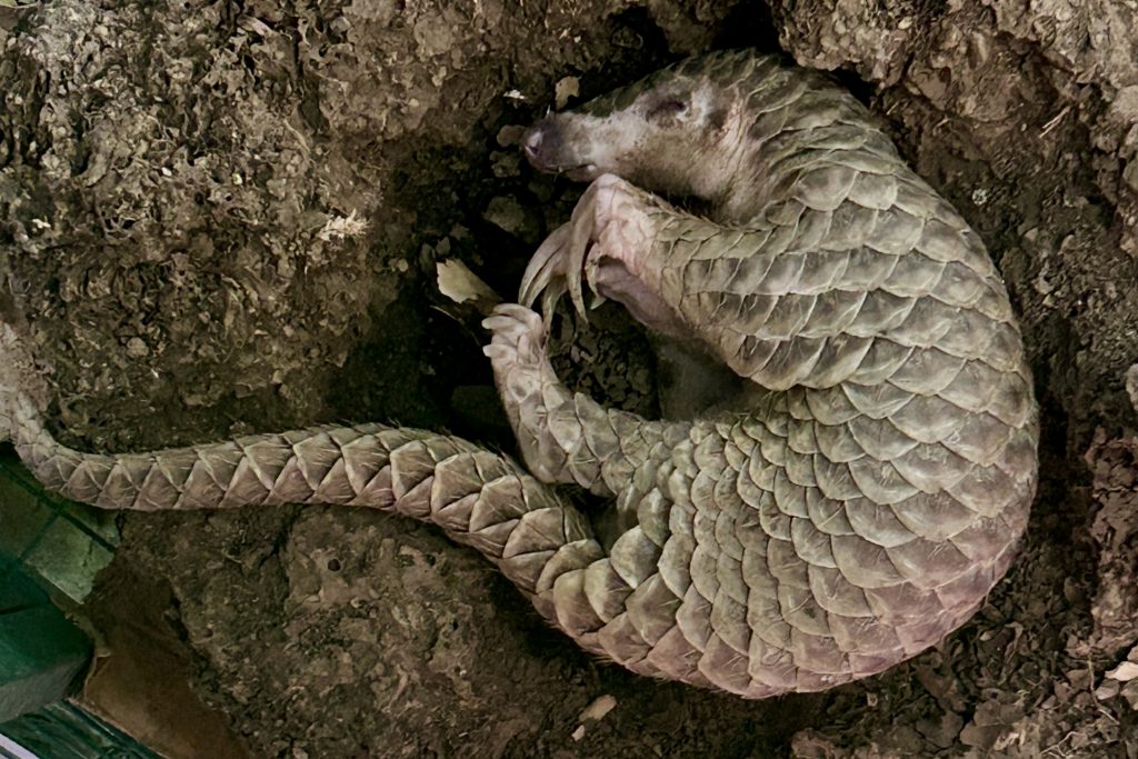 Chinese Pangolin