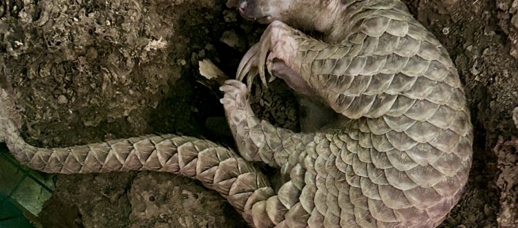 Chinese Pangolin