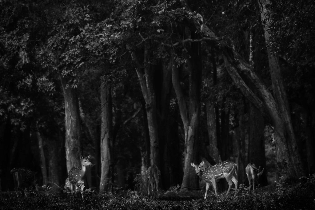 spotted deer