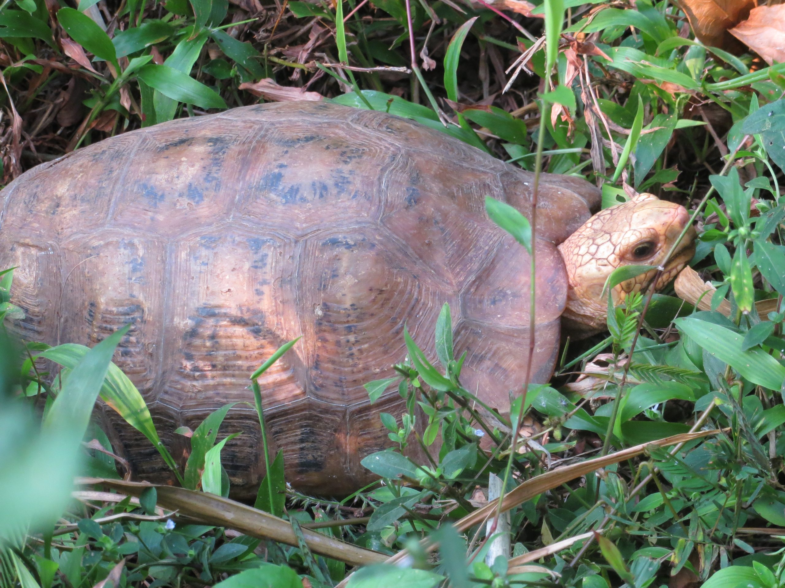 Travancore-tortoise
