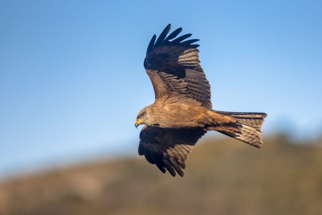 black kite