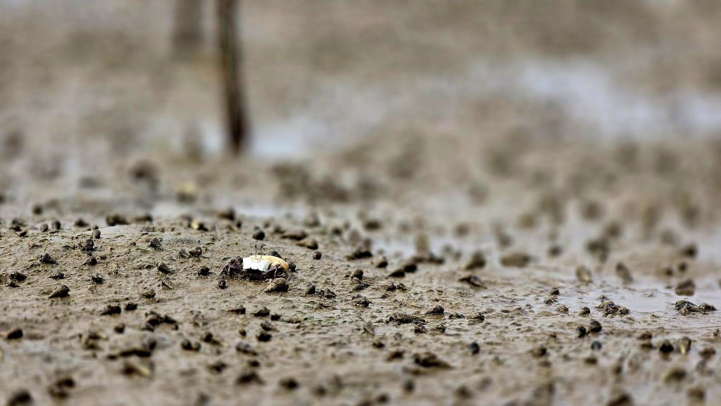mangrove crabs