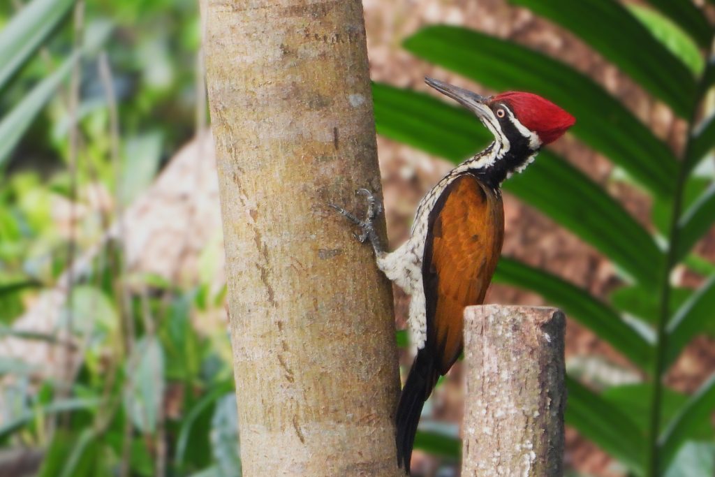 woodpecker