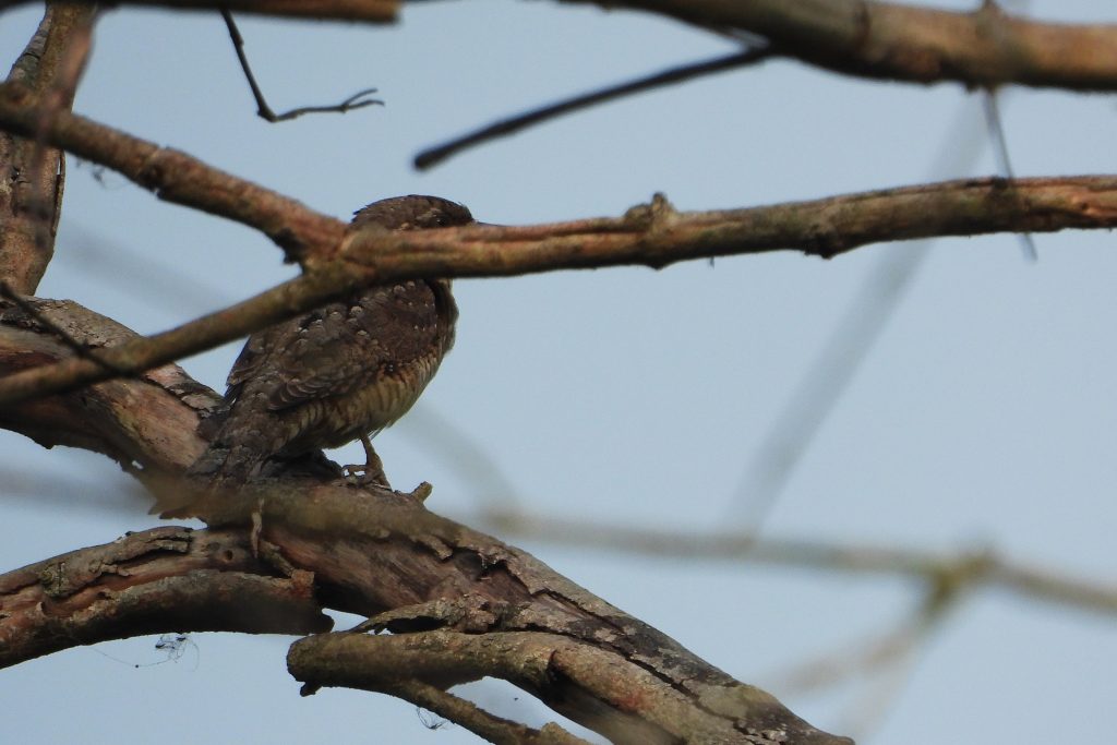 wryneck