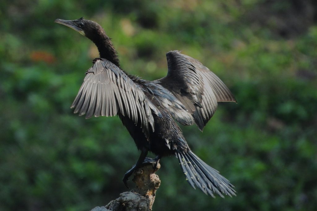 cormorant