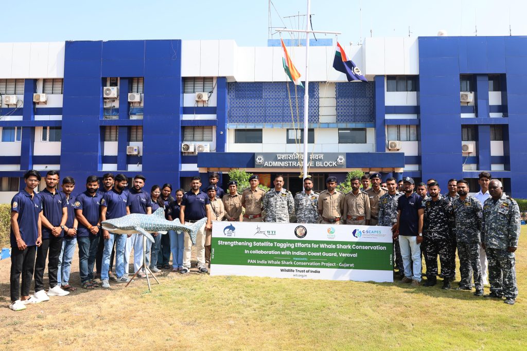 whale shark satellite tagging