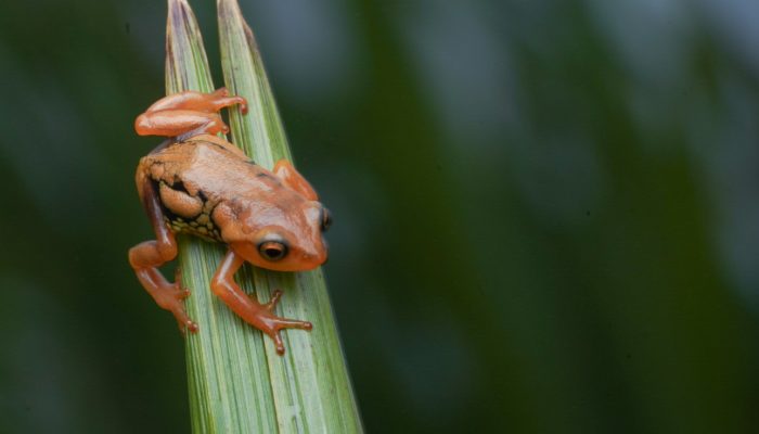 Munnar Amphibian Recovery Project