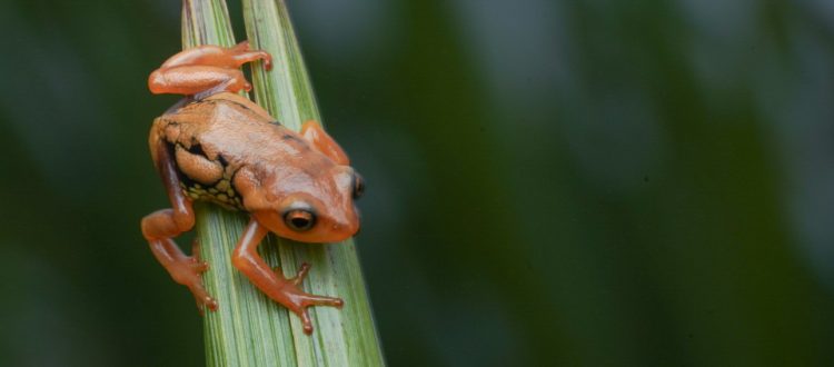 Munnar Amphibian Recovery Project