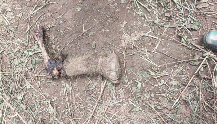 Tiger kill of elephant calf