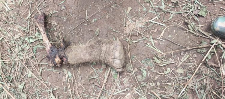 Tiger kill of elephant calf