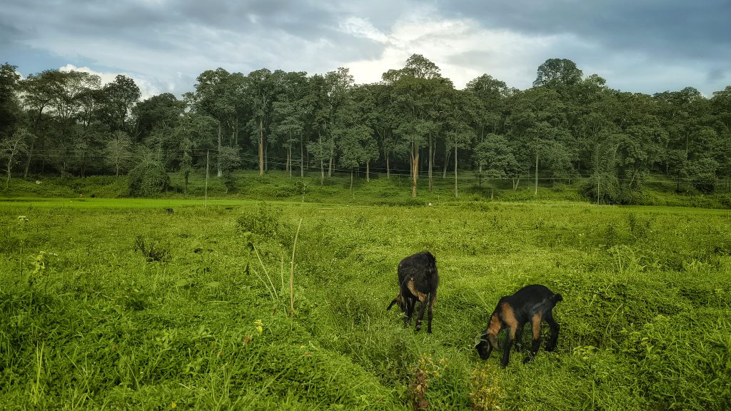 Forest fringes in Wayanad Wildlife Sanctuary