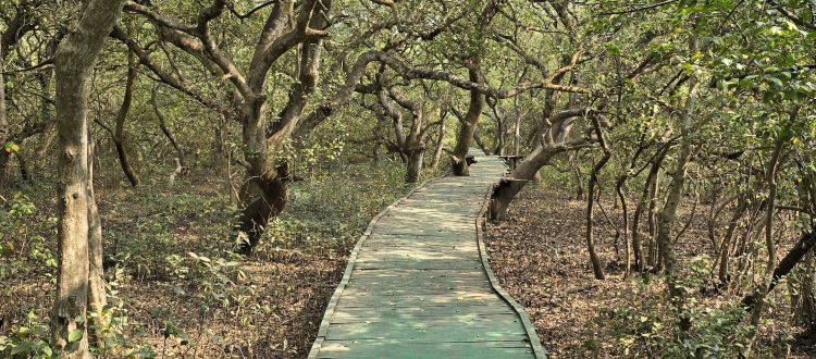 Coringa boardwalk