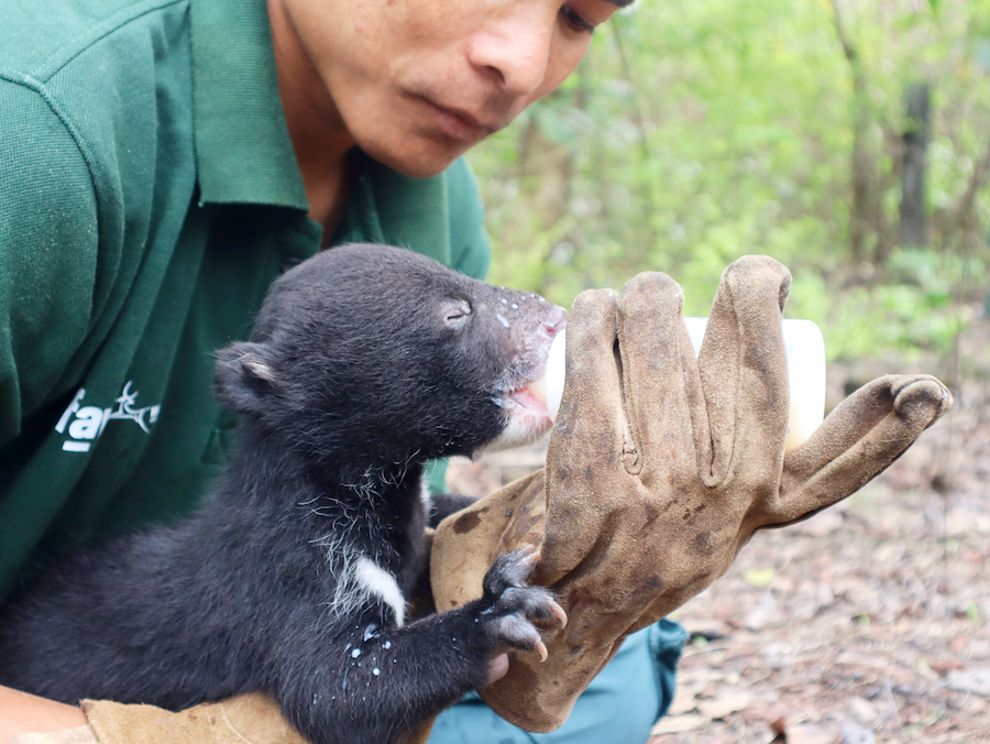Asiatic black bear cub at CBRC