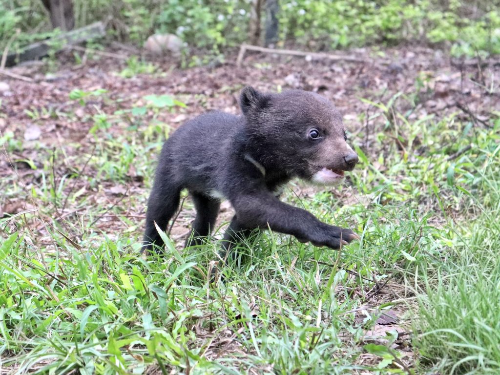 Asiatic black bear cub at CBRC
