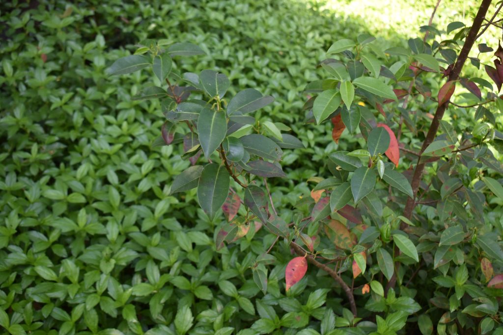 invasives in mangroves