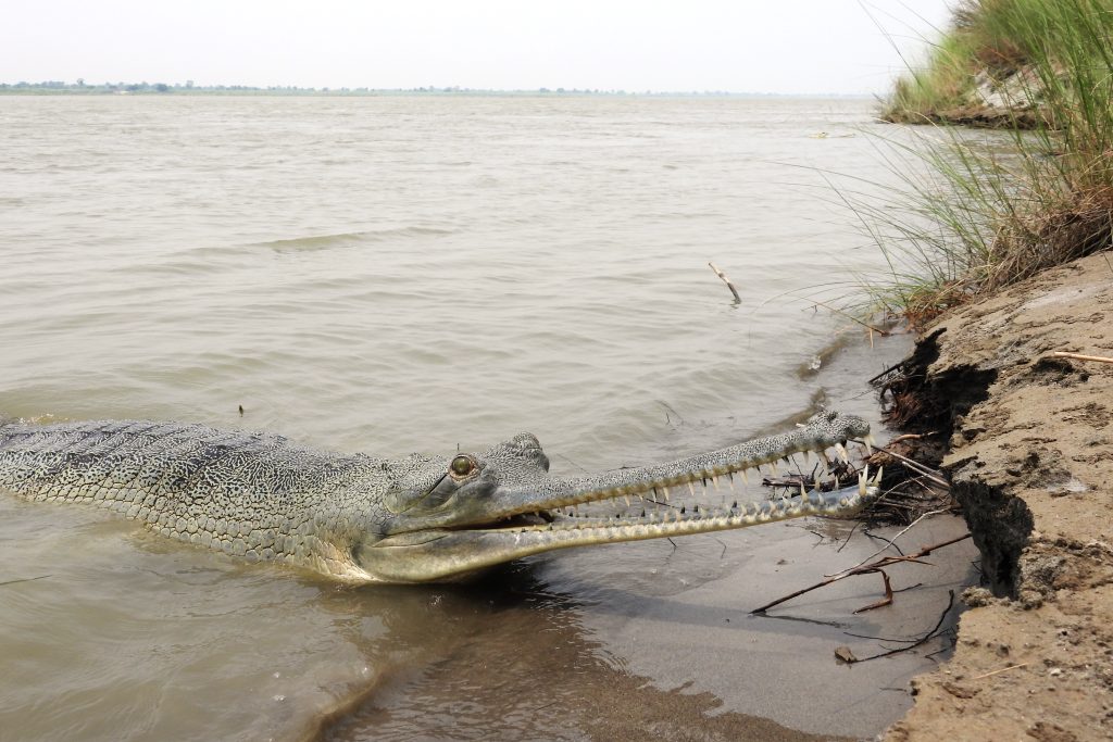 gharials