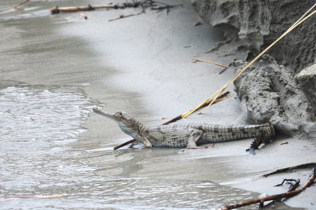 gharials