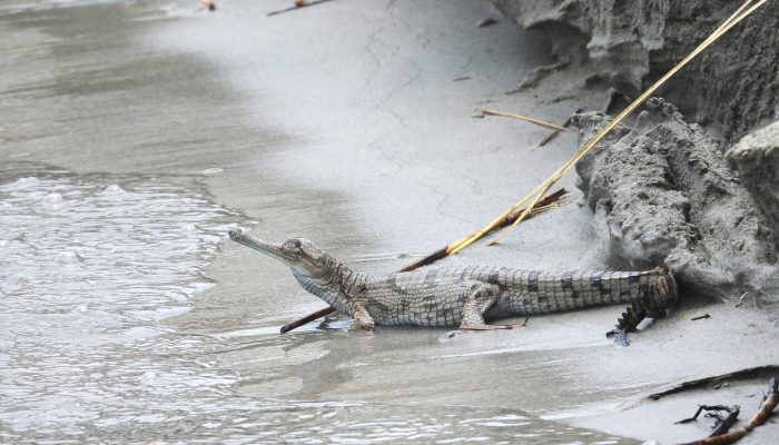gharials