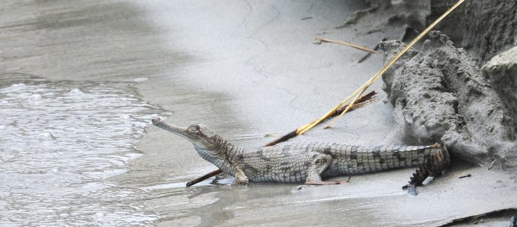 gharials