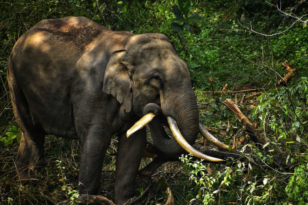 elephant in Wayanad