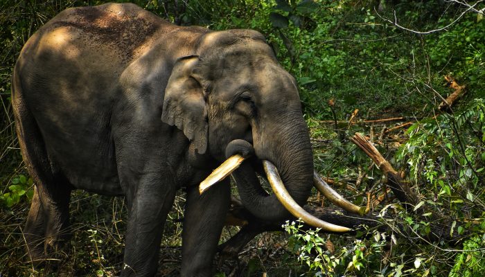 elephant in Wayanad