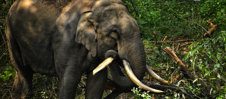 elephant in Wayanad