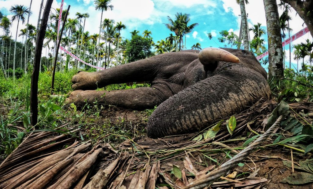 elephant death