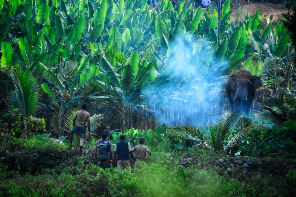 Human-elephant conflict in Wayanad