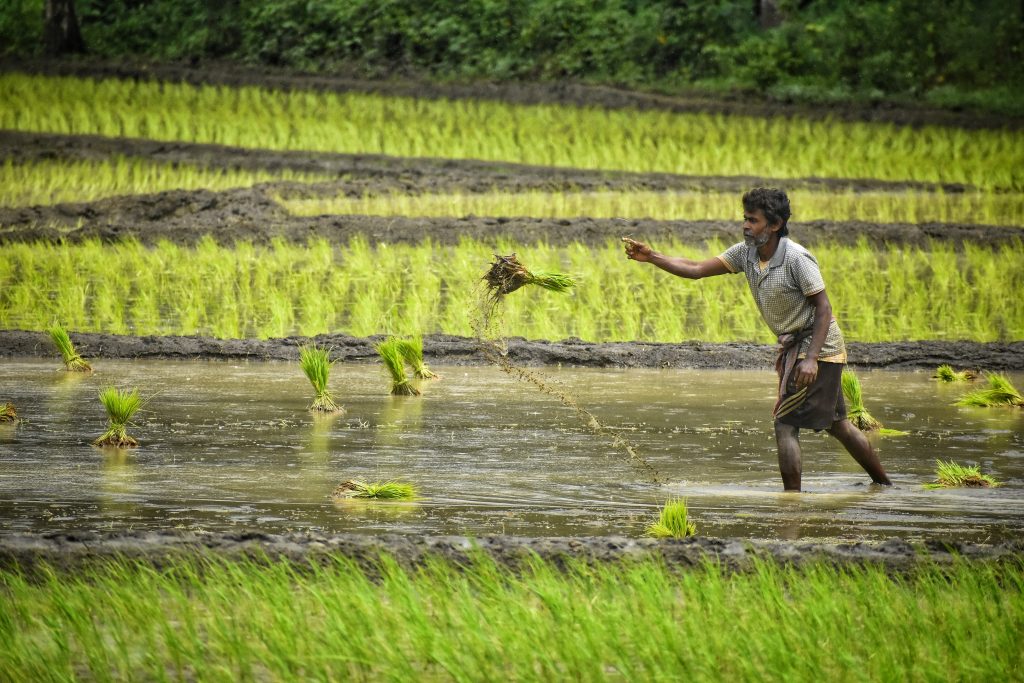 Farmlands of Wayanad