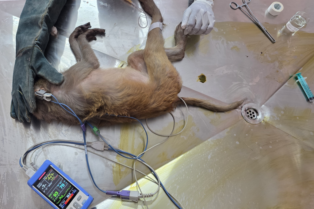 Rhesus macaque