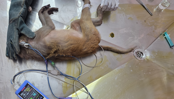 Rhesus macaque