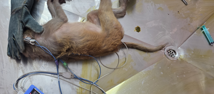 Rhesus macaque