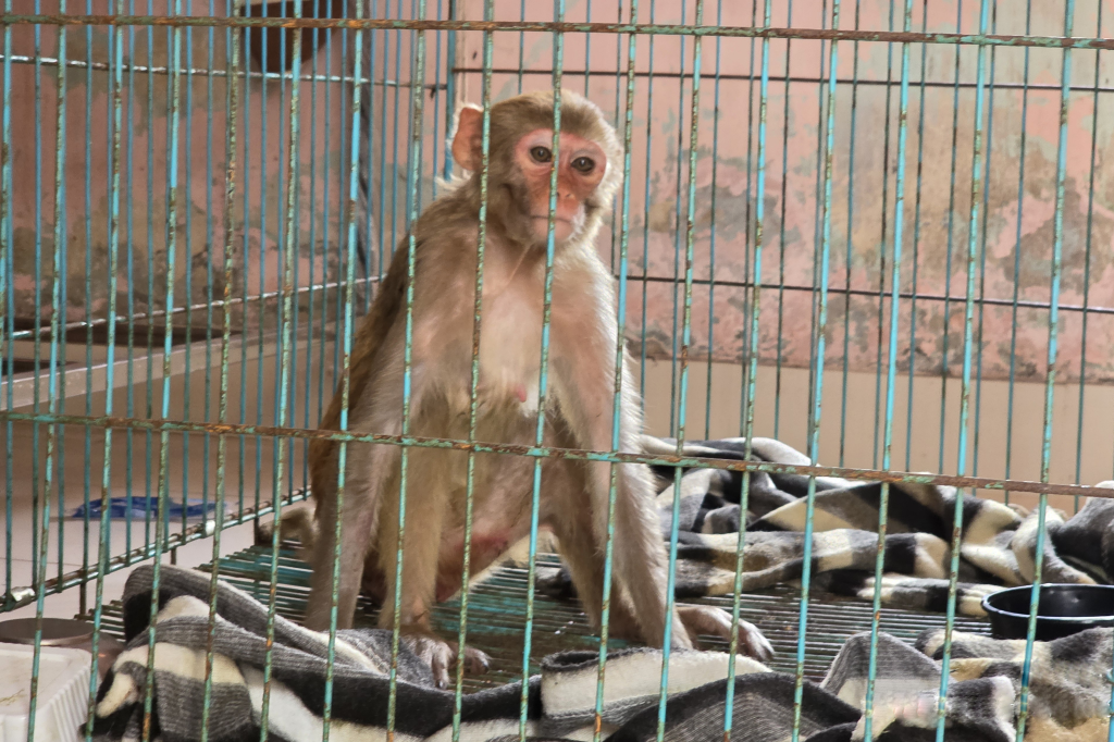 Rhesus macaque