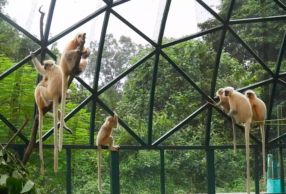 Golden langur