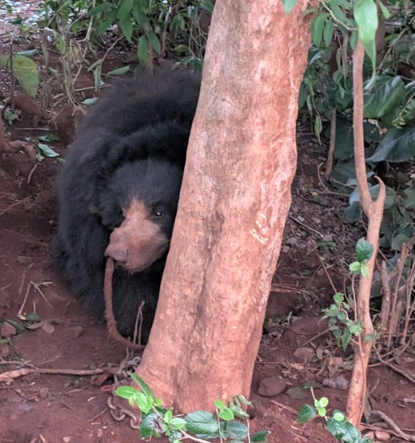 Sloth Bear rescued from the illegal ‘Dancing Bear’ trade in Jharkhand ...