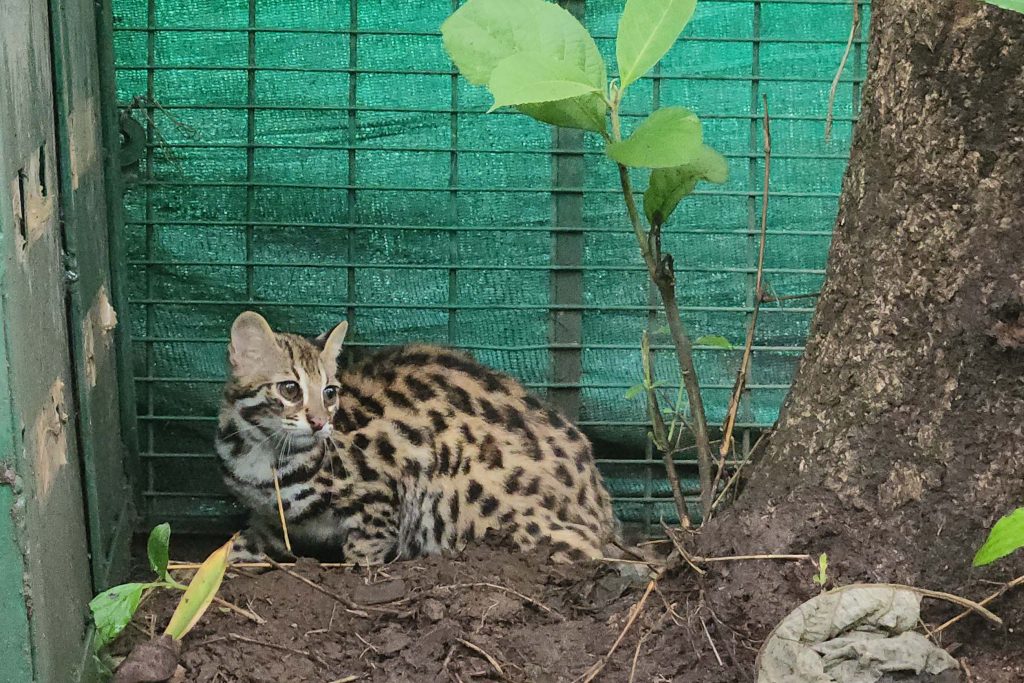 leopard cat